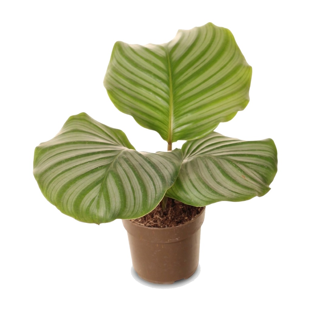 Kalatea okrągłolistna ⌇ Calathea orbifolia — rozmiar L