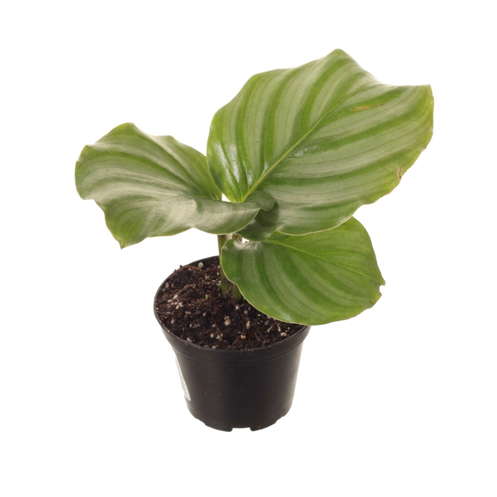 Kalatea okrągłolistna ⌇ Calathea orbifolia — rozmiar MALUCH