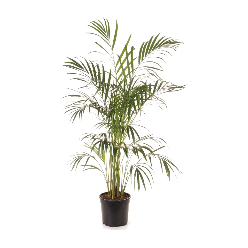 Palma Areka ⌇ Dypsis Lutescens — rozmiar 3XL