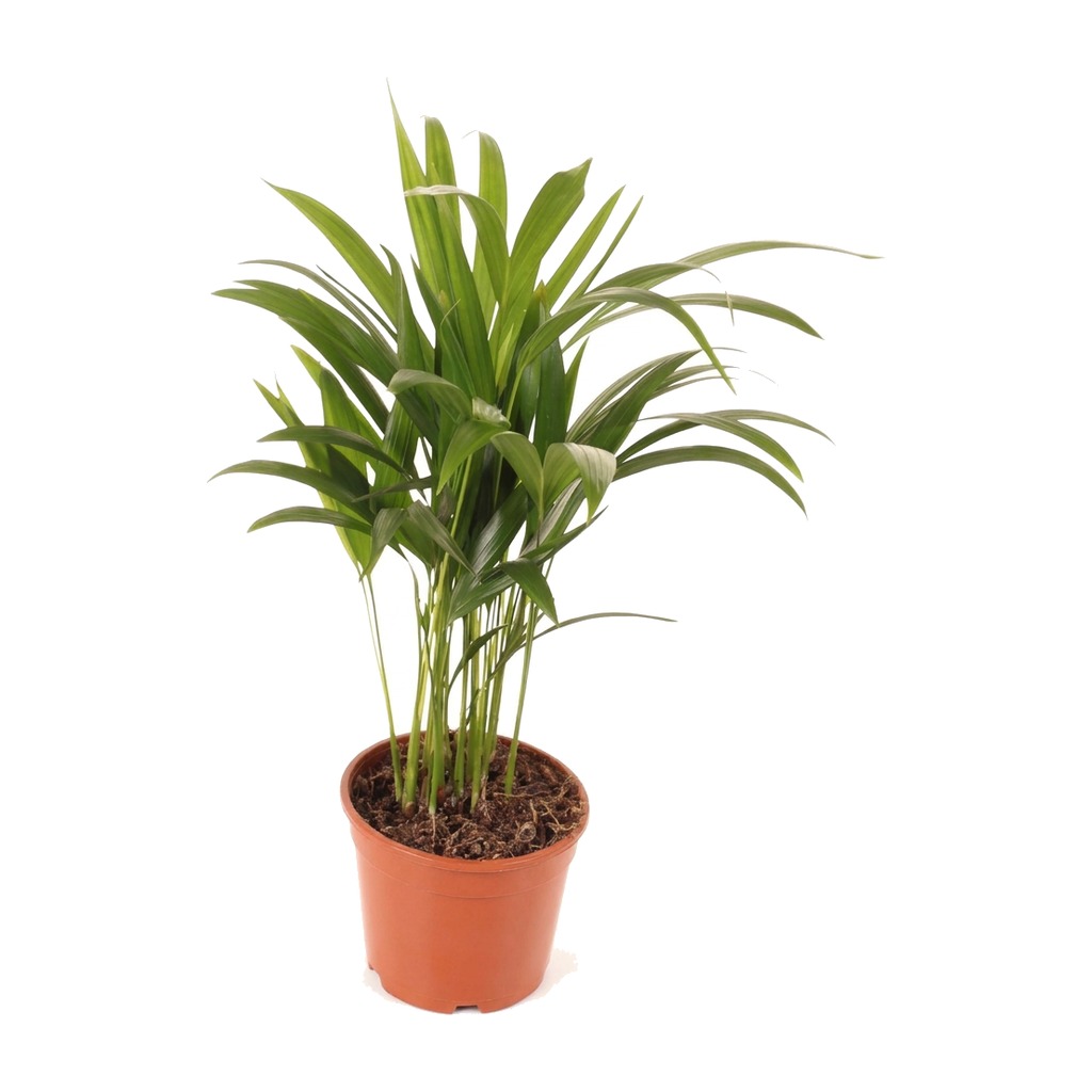 Palma Areka ⌇ Dypsis Lutescens — rozmiar M