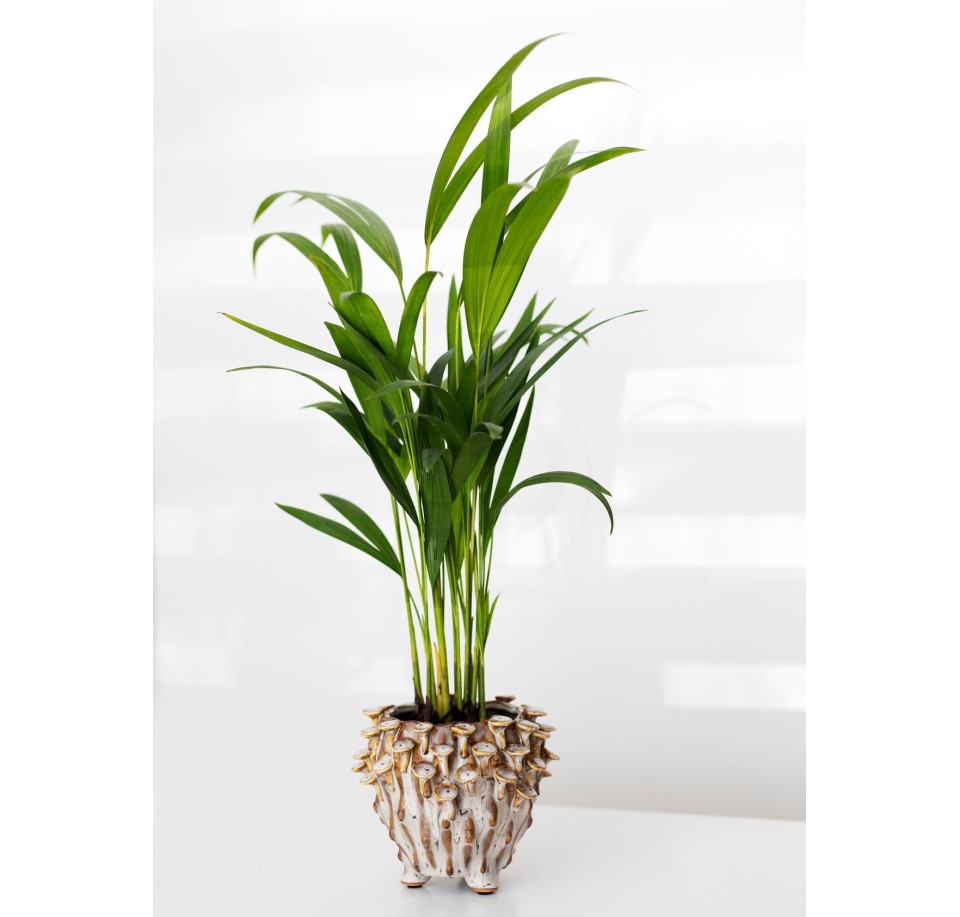 Palma Areka ⌇ Dypsis Lutescens