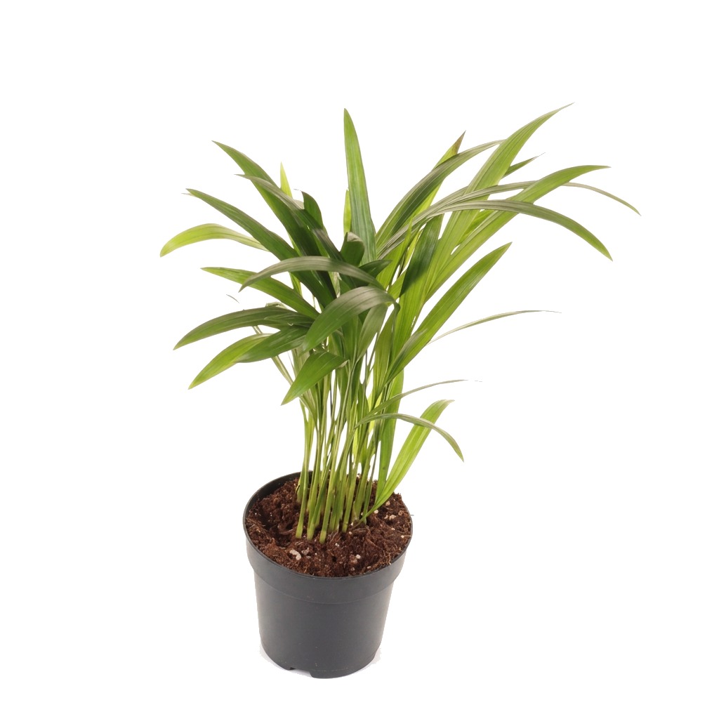 Palma Areka ⌇ Dypsis Lutescens — rozmiar S