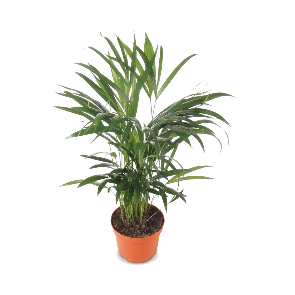 Palma Areka ⌇ Dypsis Lutescens — rozmiar XL