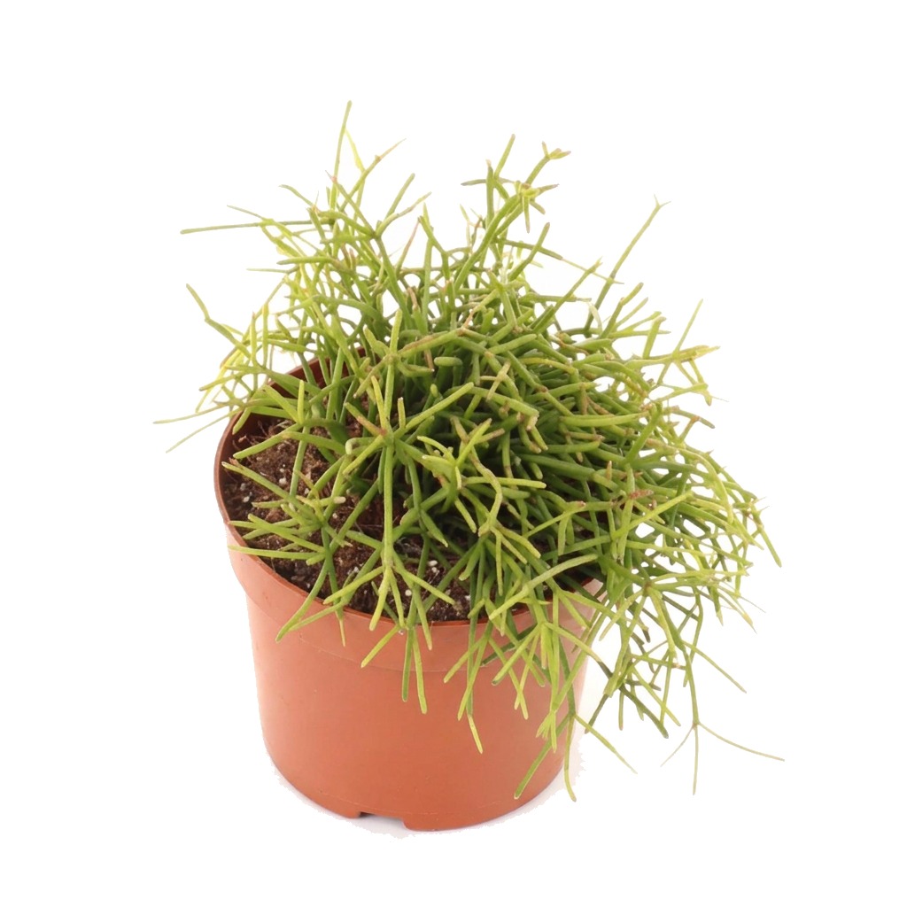 Patyczak zwisający ⌇ Rhipsalis cassutha — rozmiar L