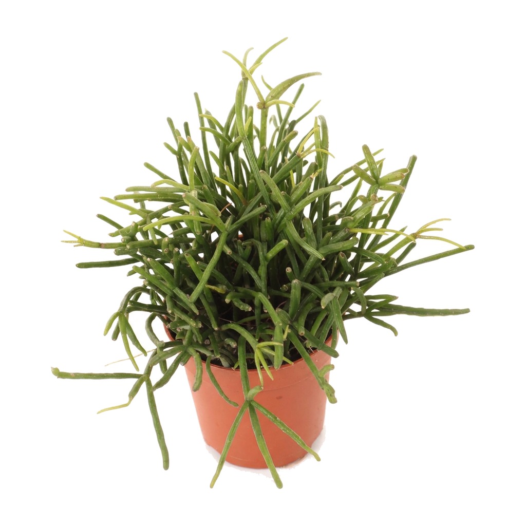 Patyczak zwisający ⌇ Rhipsalis cassutha — rozmiar MALUCH