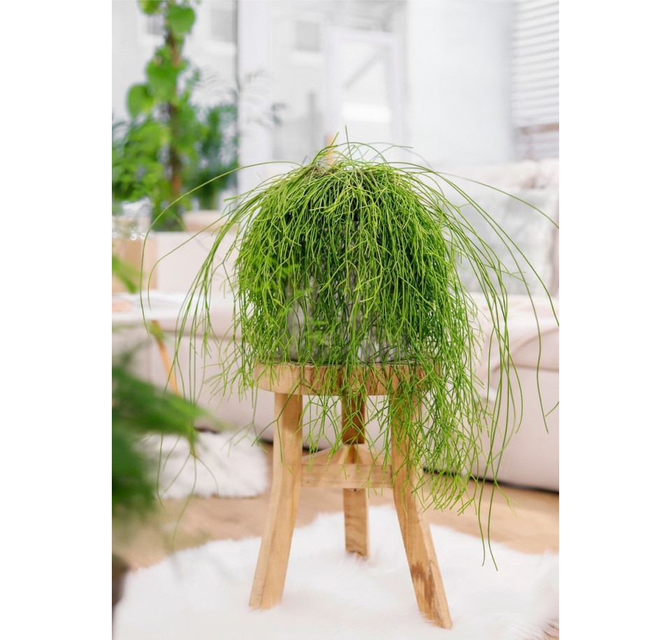 Patyczak zwisający ⌇ Rhipsalis cassutha