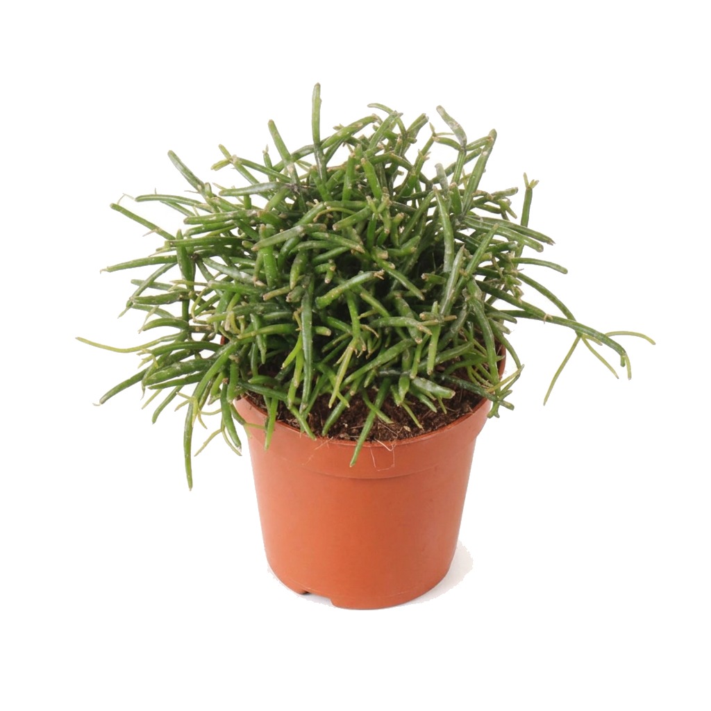 Patyczak zwisający ⌇ Rhipsalis cassutha — rozmiar S