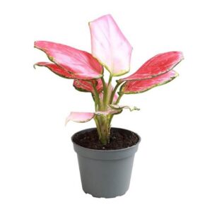 Aglaonema Red Dragon