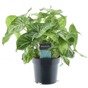 Syngonium Arrow Feel Green