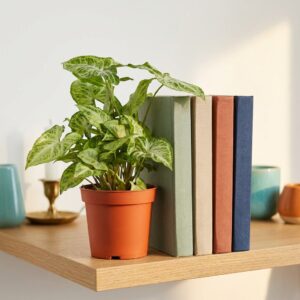 Syngonium Arrow