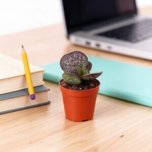 Adromischus trigynus