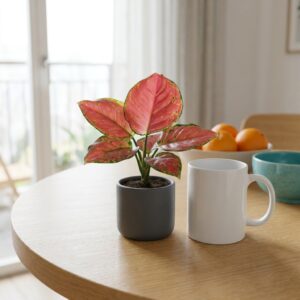 Aglaonema Red Master