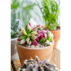 Anacampseros rufescens 'Sunrise'