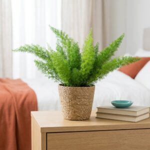 Asparagus gęstokwiatowy Meyers