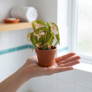 Begonia amphioxus