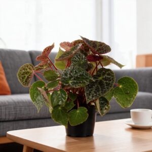 Begonia ferox