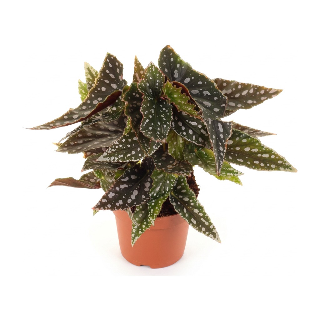 Begonia koralowa ⌇ Begonia maculata — rozmiar M