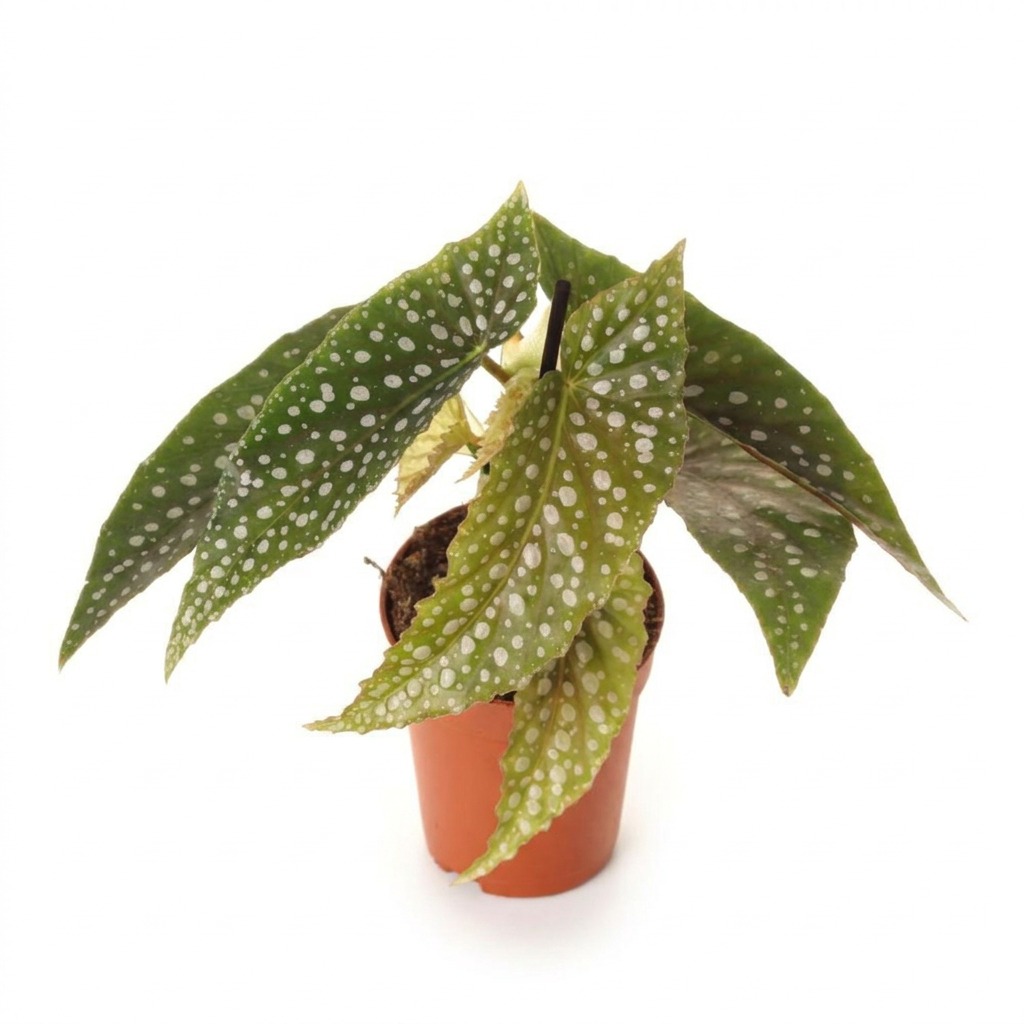 Begonia koralowa ⌇ Begonia maculata — rozmiar MALUCH