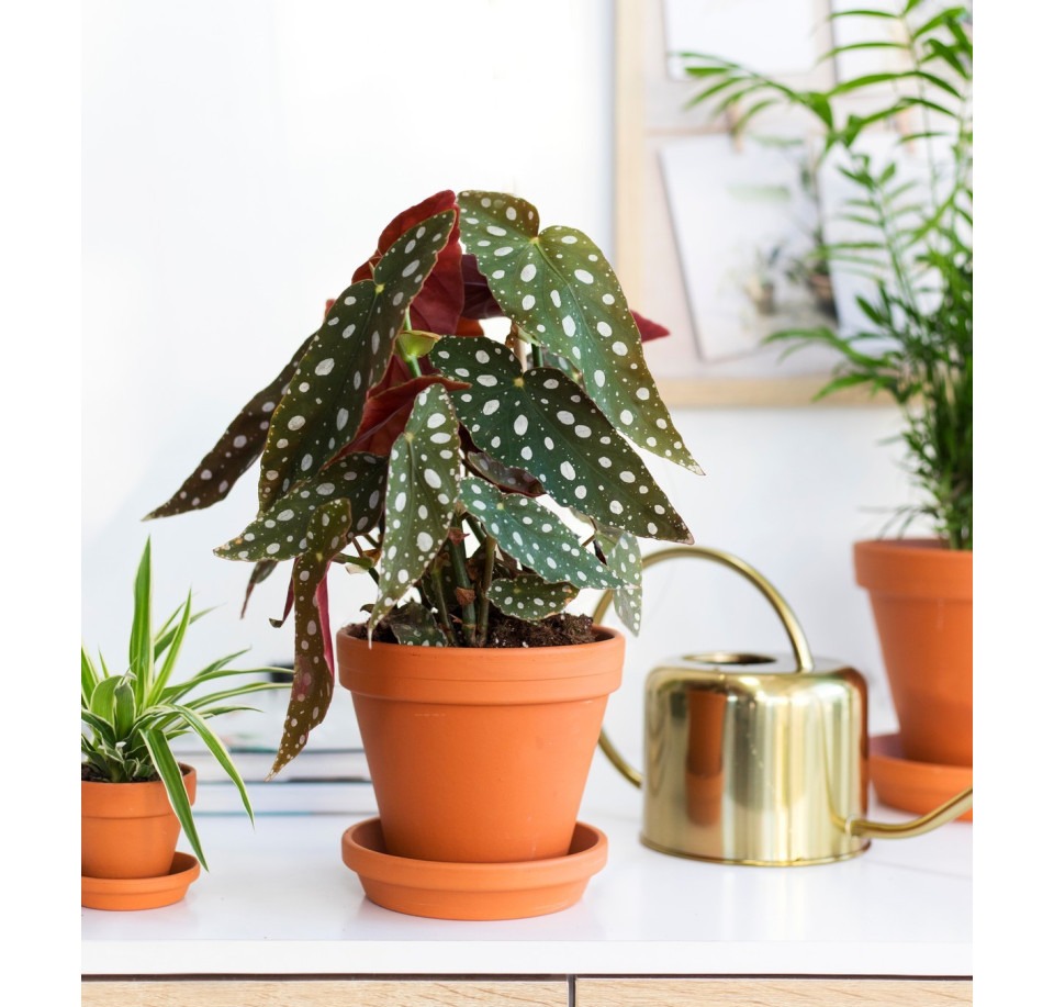 Begonia koralowa ⌇ Begonia maculata