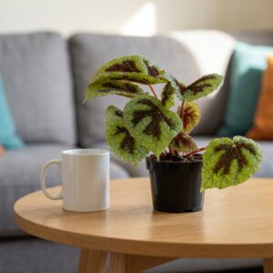 Begonia massoniana