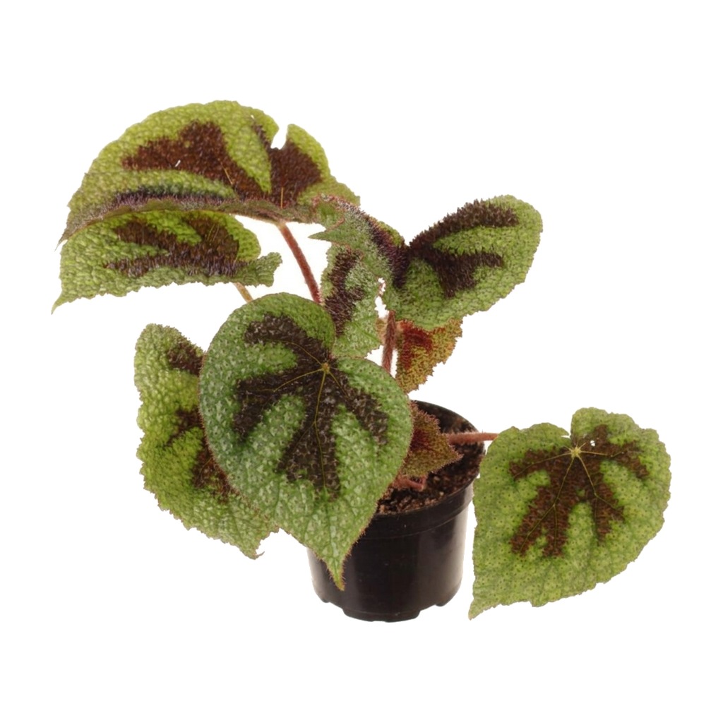 Begonia massoniana