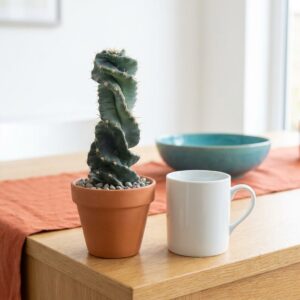 Cereus forbesii 'Spiralis'