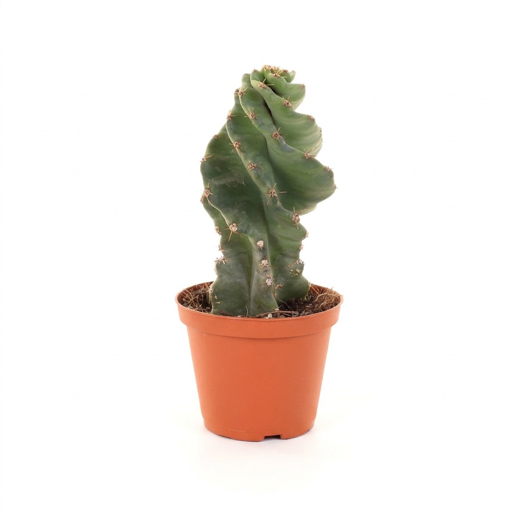 Cereus forbesii 'Spiralis' — rozmiar M