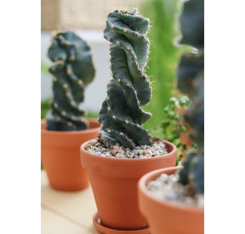 Cereus forbesii 'Spiralis'