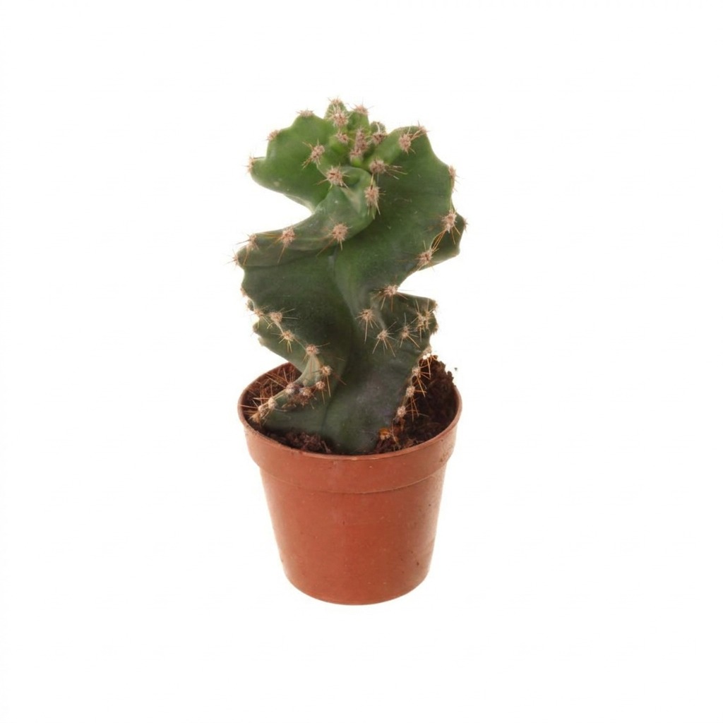 Cereus forbesii 'Spiralis' — rozmiar S
