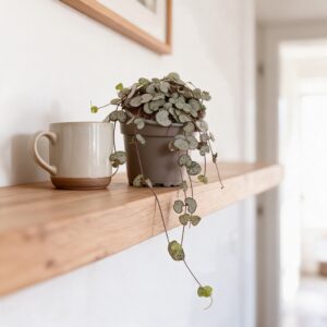 Ceropegia Wooda Silver Glory