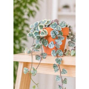 Ceropegia Wooda Variegata