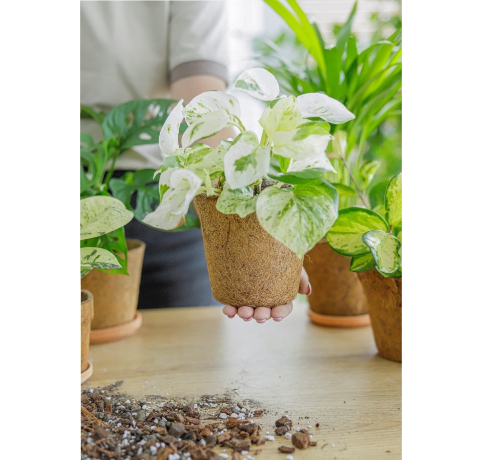 Doniczka z włókna kokosowego COCO NATURE – wkład do osłonki