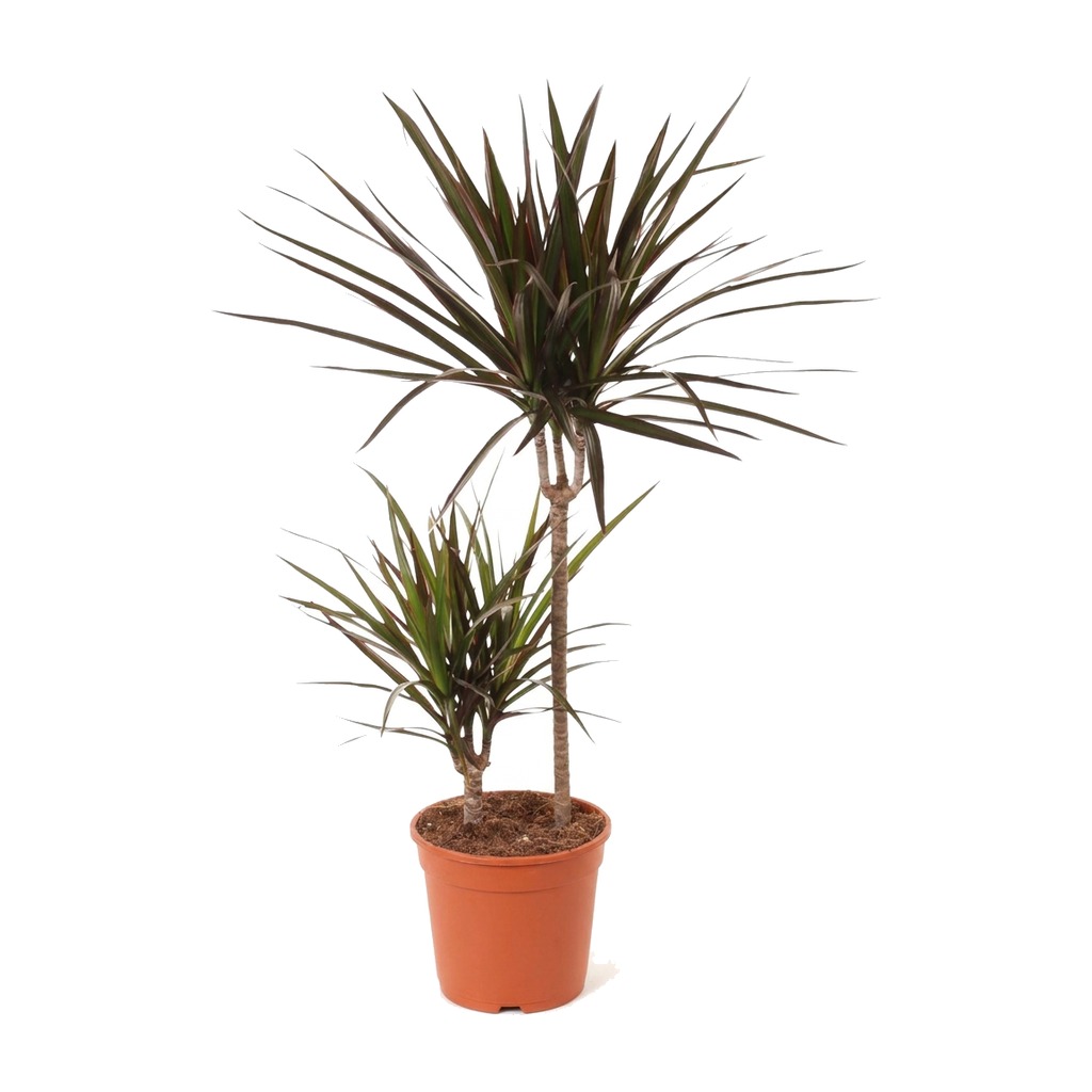 Dracena obrzeżona Magenta ⌇ Dracaena marginata 'Magenta' — rozmiar L