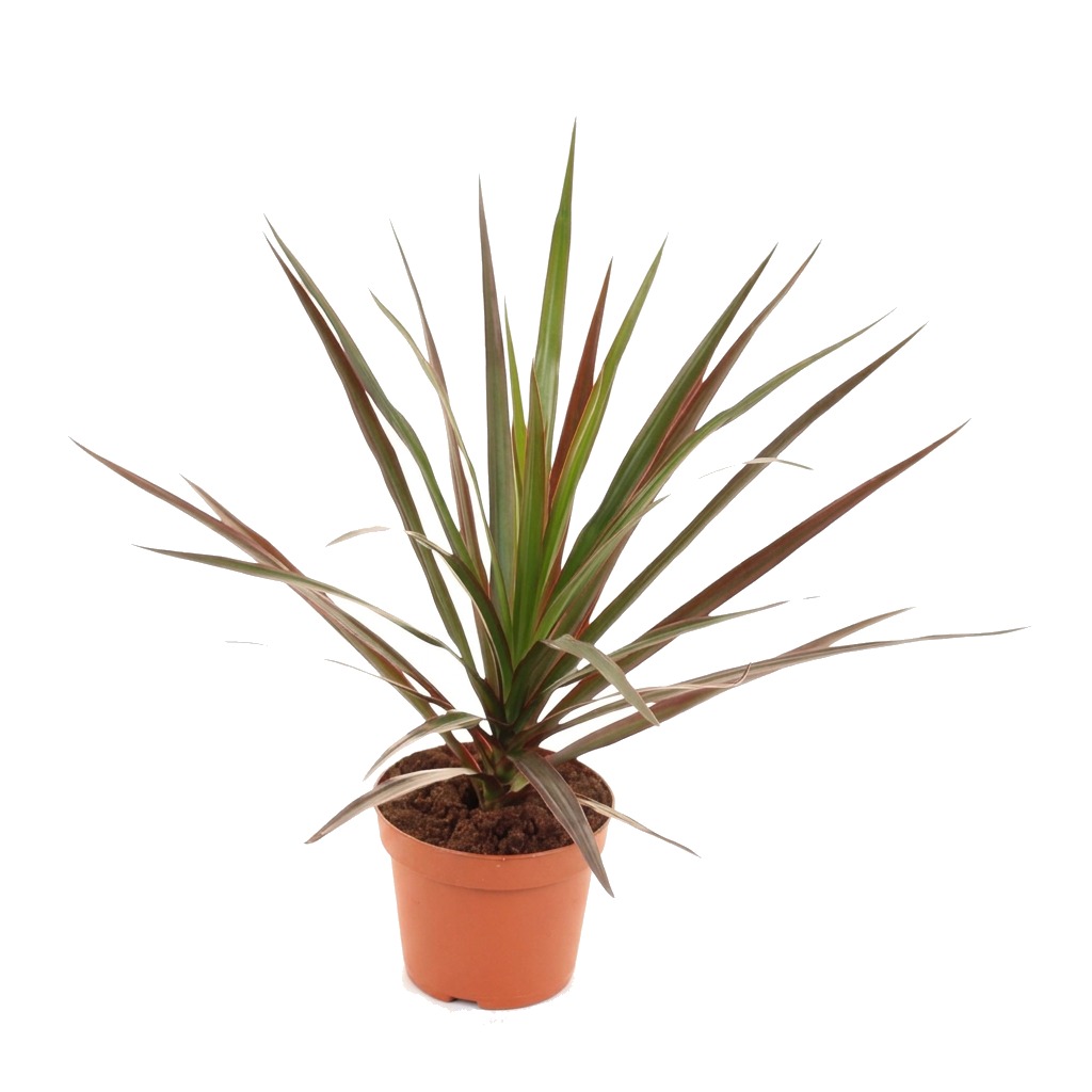 Dracena obrzeżona Magenta ⌇ Dracaena marginata 'Magenta'