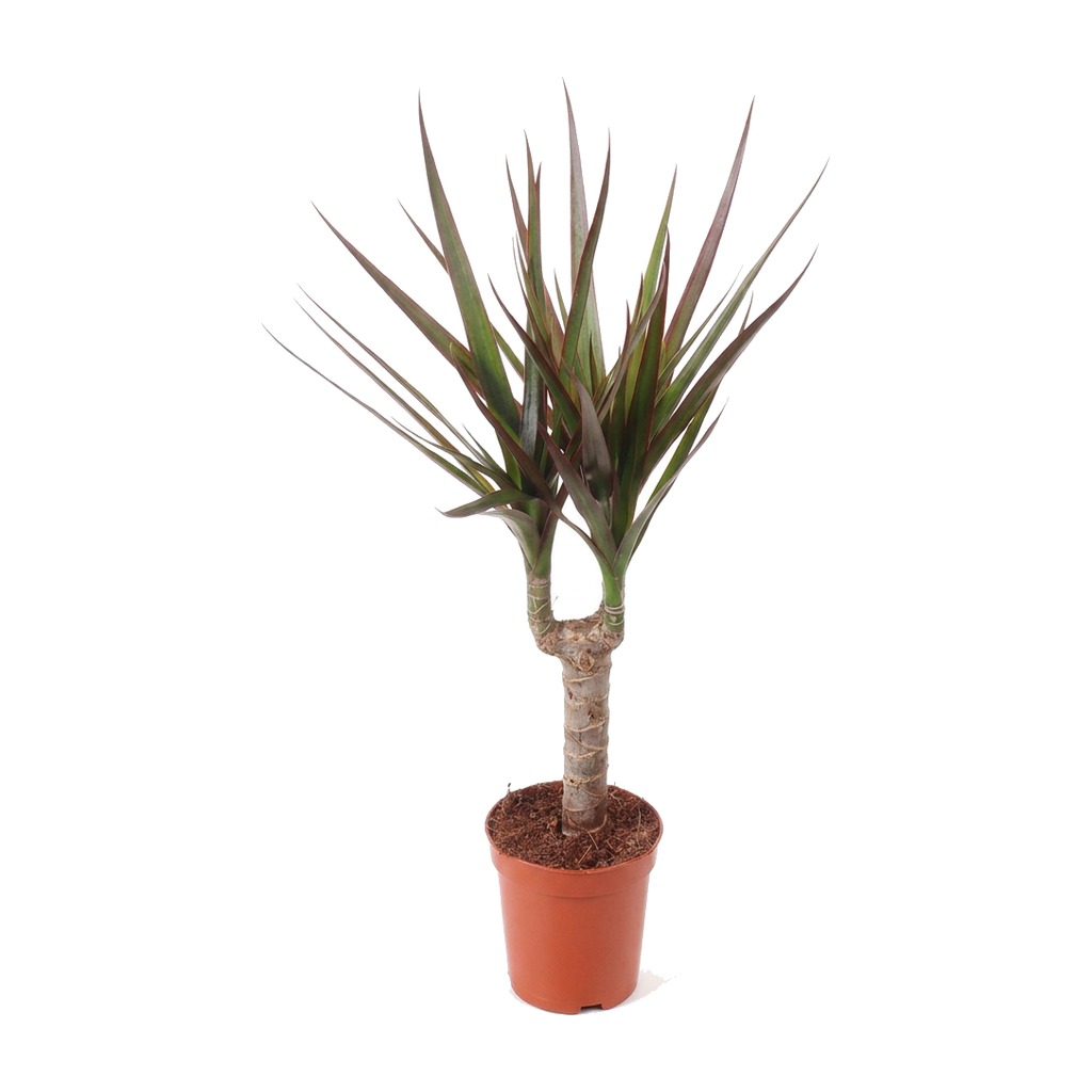 Dracena obrzeżona Magenta ⌇ Dracaena marginata 'Magenta' — rozmiar S