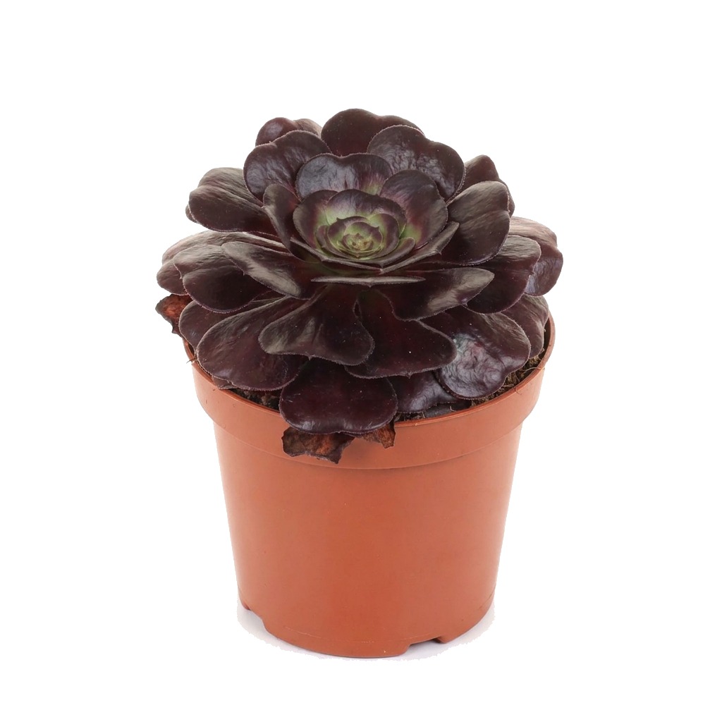 Eonium drzewiaste Schwarzkopf ⌇ Aeonium arboreum 'Schwarzkopf' — rozmiar L