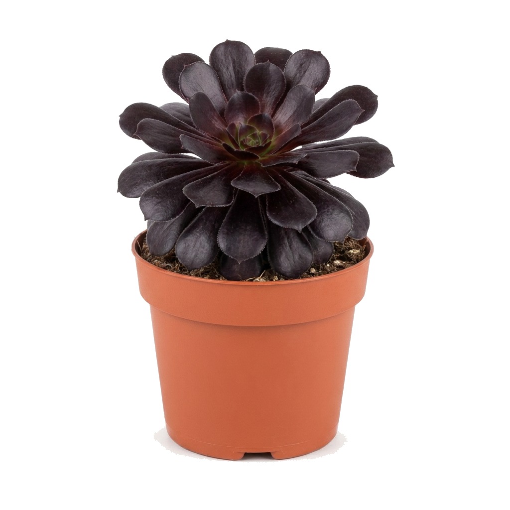 Eonium drzewiaste Schwarzkopf ⌇ Aeonium arboreum 'Schwarzkopf' — rozmiar M