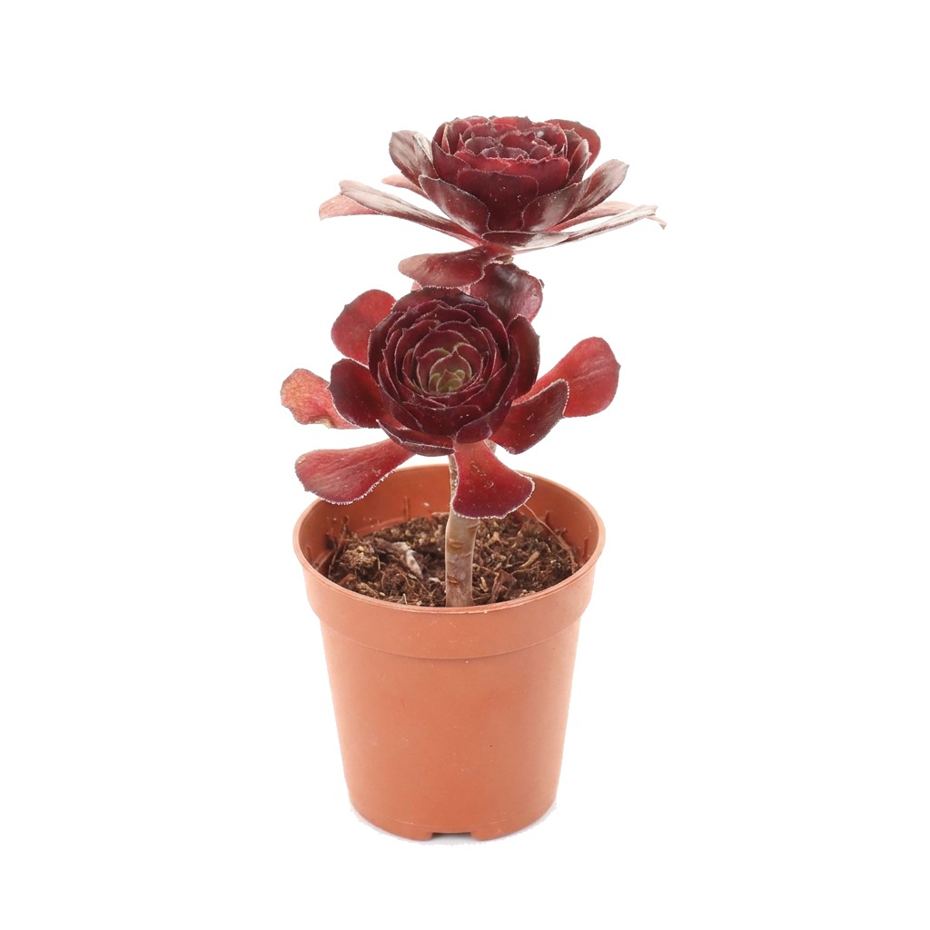 Eonium drzewiaste Schwarzkopf ⌇ Aeonium arboreum 'Schwarzkopf' — rozmiar MALUCH