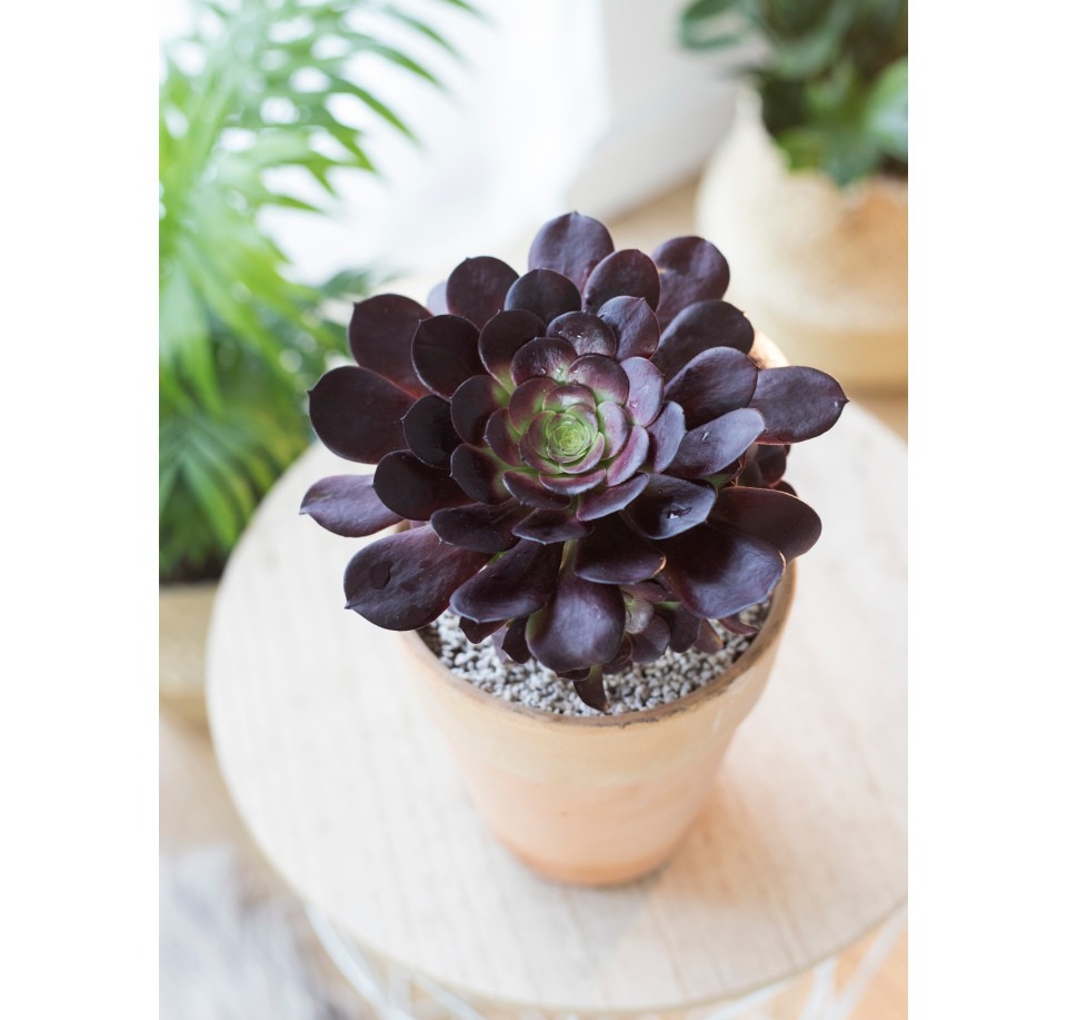 Eonium drzewiaste Schwarzkopf ⌇ Aeonium arboreum 'Schwarzkopf'