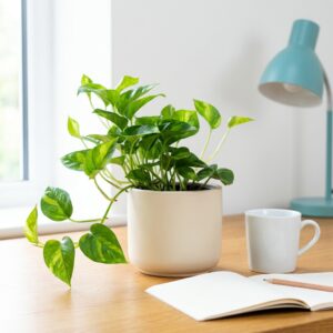 Epipremnum Global Green