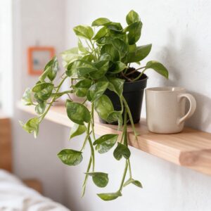 Epipremnum Green on Green