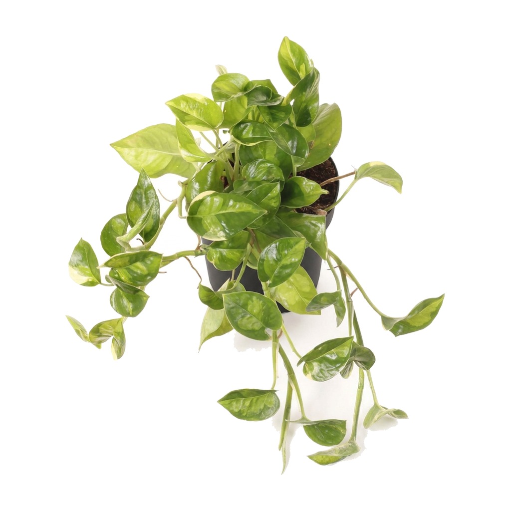 Epipremnum Green on Green ⌇ Epipremnum 'Green on Green'