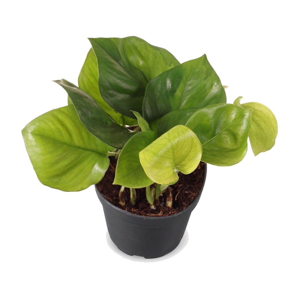 Epipremnum Manjula Golden ⌇ Epipremnum aureum 'Manjula Golden' — rozmiar M