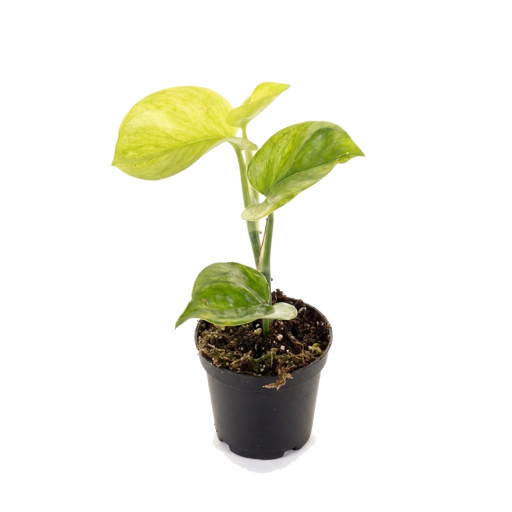 Epipremnum Manjula Golden ⌇ Epipremnum aureum 'Manjula Golden' — rozmiar MALUCH