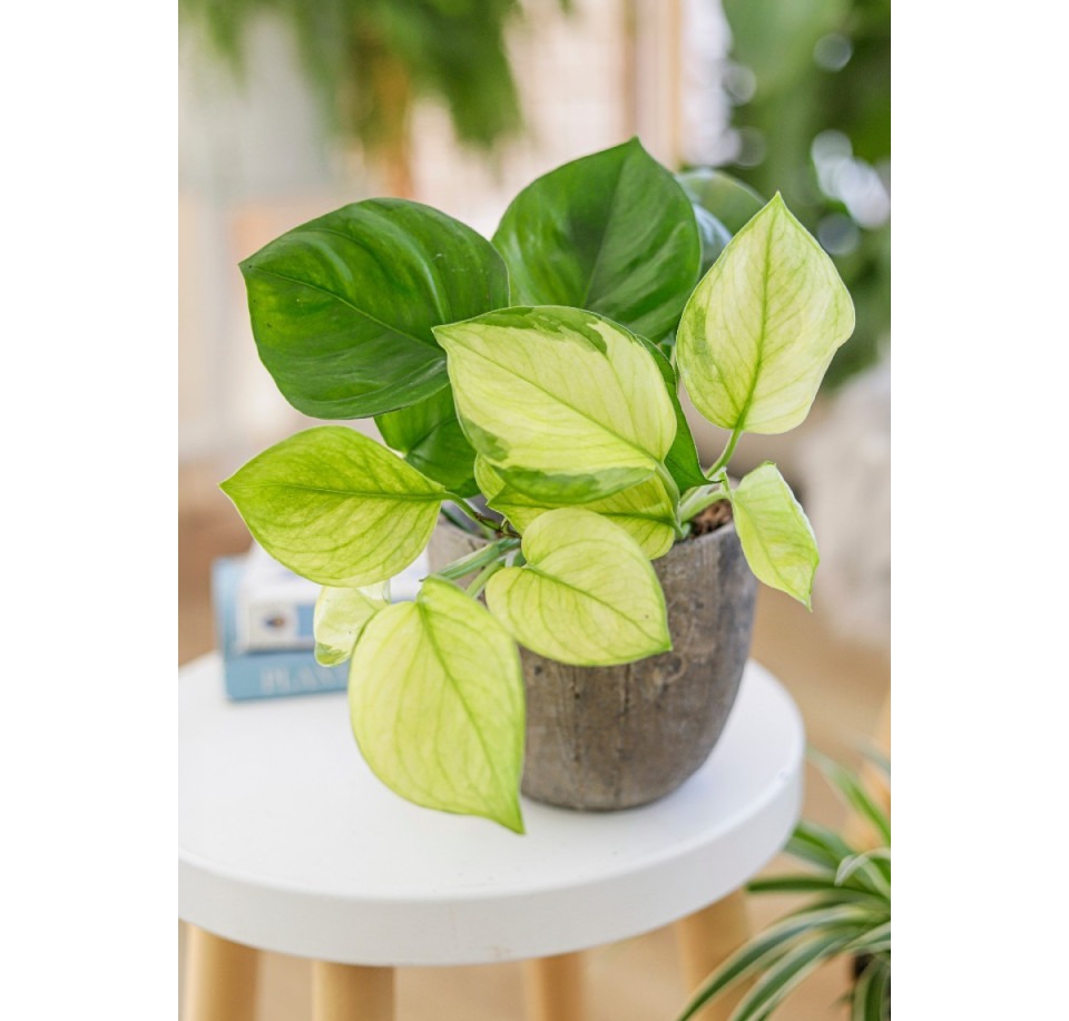 Epipremnum Manjula Golden ⌇ Epipremnum aureum 'Manjula Golden'