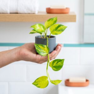 Epipremnum Neon Joy