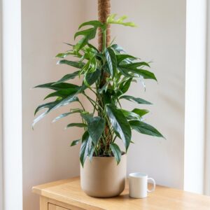 Epipremnum pinnatum Baltic Blue