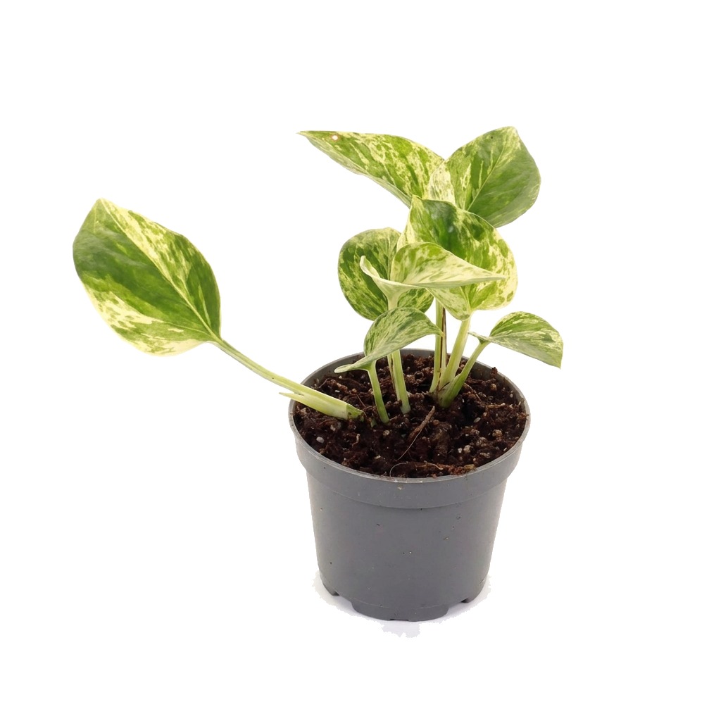 Epipremnum Snow Queen ⌇ Epipremnum aureum 'Snow Queen' — rozmiar MALUCH