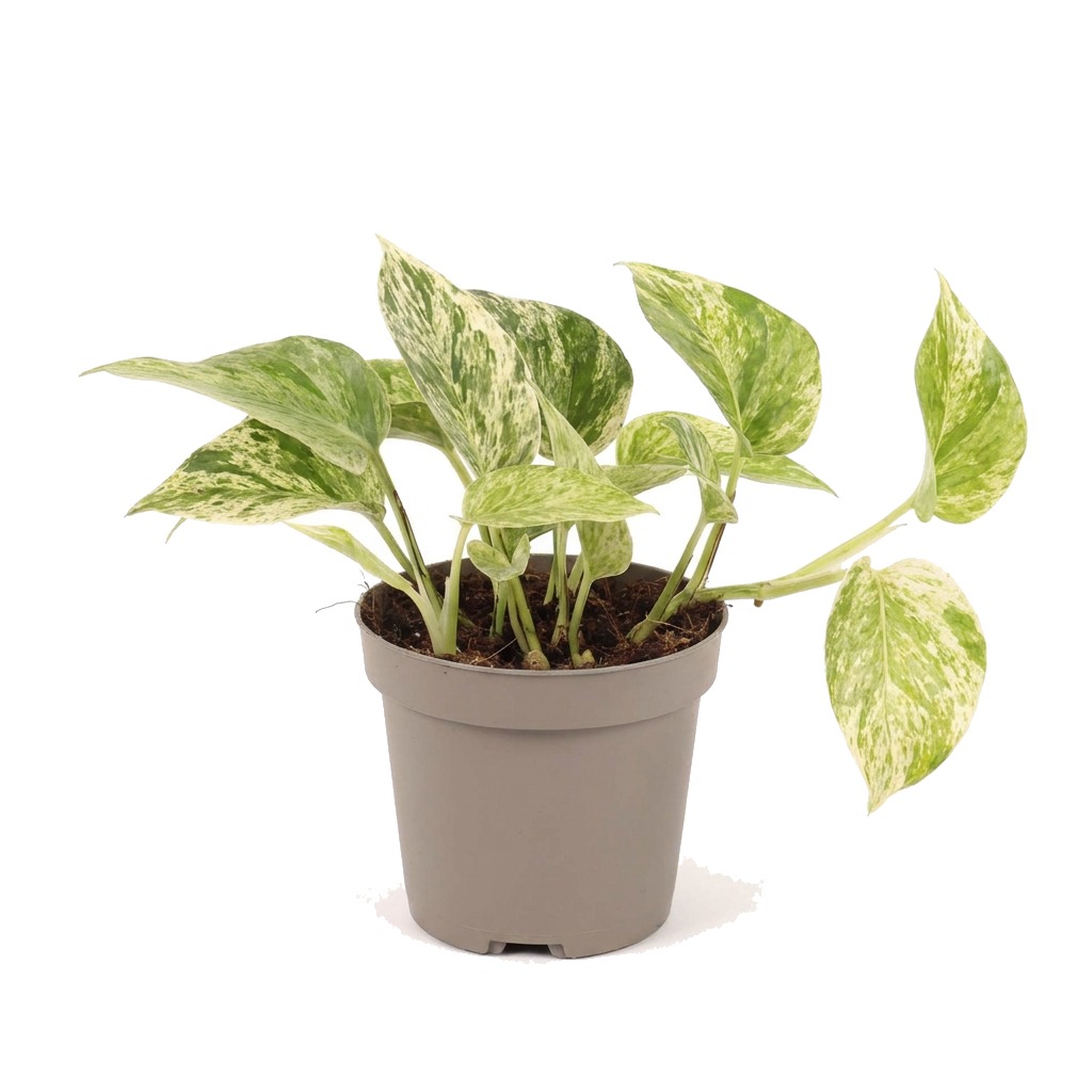 Epipremnum Snow Queen ⌇ Epipremnum aureum 'Snow Queen'