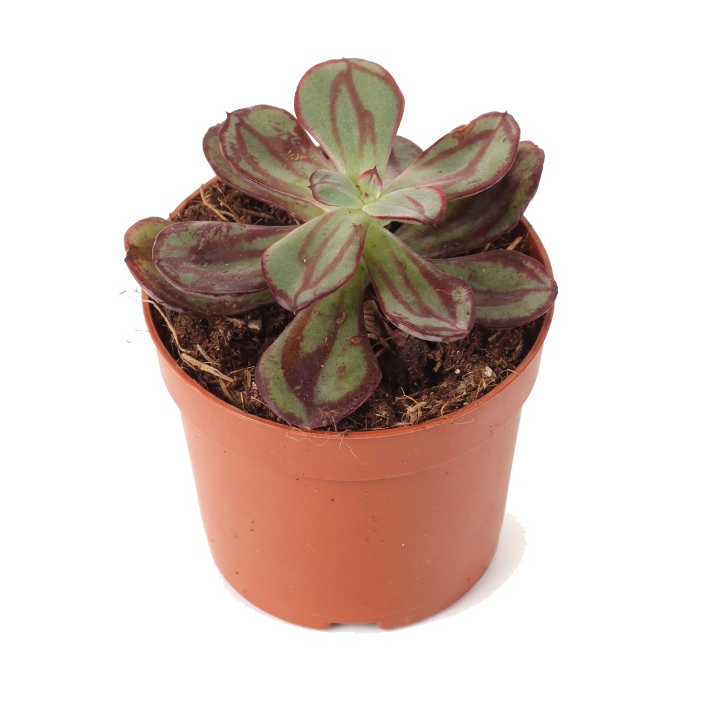 Eszeweria nodulosa ⌇ Echeveria nodulosa